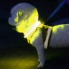 Méretre szabható világító kutya nyakörv * figyelemfelkeltő biztonsági nyakörv esti sétákhoz bármilye