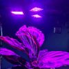 108 LED-es növény nevelő lámpa * állítható dőlésszöggel, 2 világítási móddal